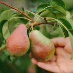 Hur man beskär ett päronträd korrekt för att få en enorm skörd: trädgårdsmästares tips Hur man beskär ett päronträd korrekt för att få en