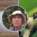 Myror kommer att försvinna om en vecka: det bästa sättet att eliminera insekter i grönsaksgården Myror kommer att försvinna om en vecka: det bästa sättet